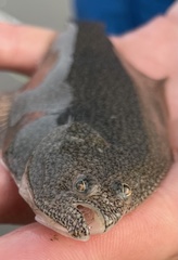 Psettichthys melanostictus