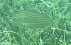 Archosargus rhomboidalis