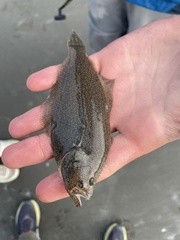 Psettichthys melanostictus