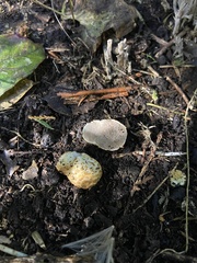 Descomyces