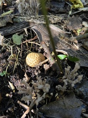 Descomyces