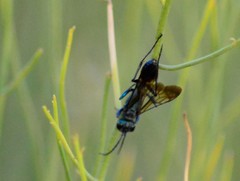 Chlorion hemiprasinum