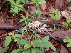 Asclepias circinalis