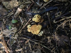 Descomyces