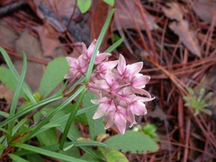 Asclepias circinalis