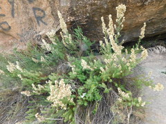 Baccharis coridifolia