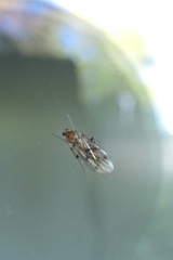 Anomalomyia guttata