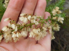 Baccharis coridifolia