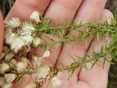 Baccharis coridifolia