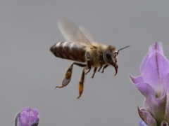 Apis mellifera