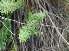 Baccharis coridifolia