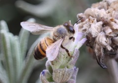 Apis mellifera