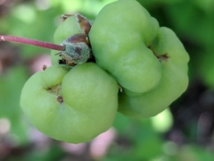 Rhododendron prinophyllum