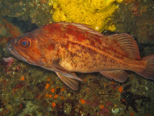 Brown Rockfish