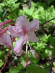 Rhododendron prinophyllum