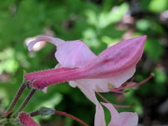 Rhododendron prinophyllum