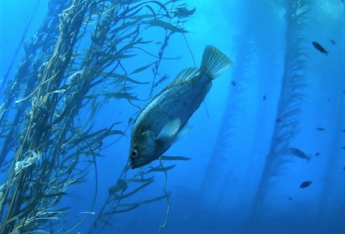 Kelp Rockfish