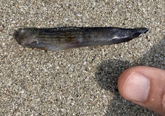 Omobranchus punctatus