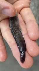 Omobranchus punctatus