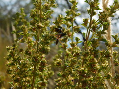 Stiretrus decastigmus