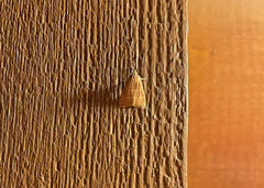 Parachma ochracealis