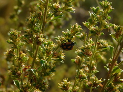 Stiretrus decastigmus