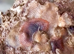 Watersipora subtorquata