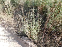 Austrobrickellia arnottii