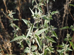 Austrobrickellia arnottii