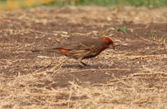 Haemorhous mexicanus