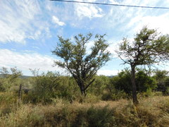 Prosopis torquata