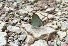 Hypolycaena erylus