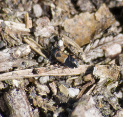 Macrodema microptera