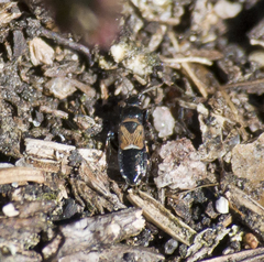 Macrodema microptera