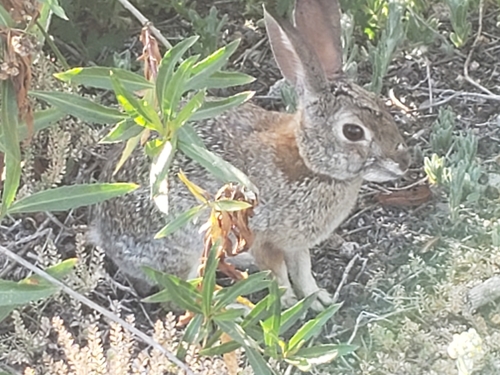 iNaturalist observation photo of Desert Cottontail