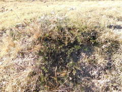 Prosopis humilis