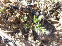 Prosopis humilis