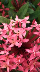 Ixora coccinea