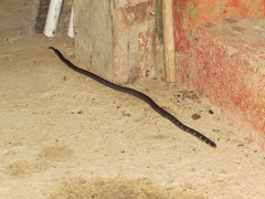 Atractus sanguineus