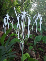 Hymenocallis tubiflora