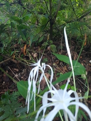 Hymenocallis tubiflora