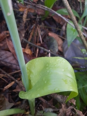 Hymenocallis tubiflora