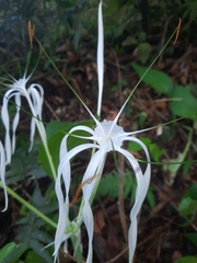 Hymenocallis tubiflora