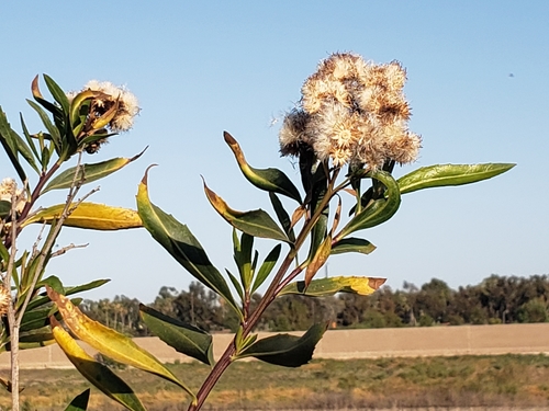iNaturalist observation photo of mule fat