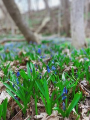 Scilla siberica