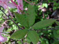 Rhododendron prinophyllum