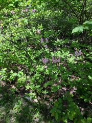 Rhododendron prinophyllum