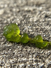 Chaetophoropsis elegans