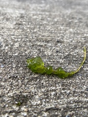 Chaetophoropsis elegans