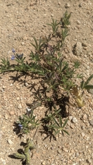 Lupinus brevicaulis